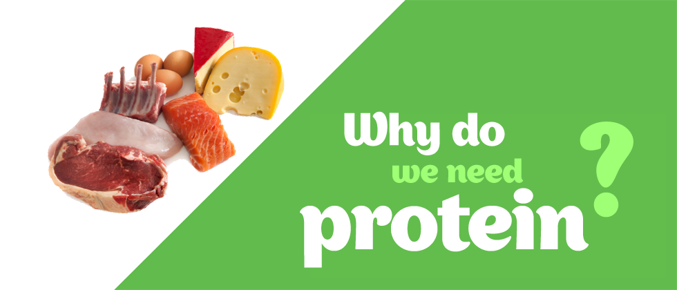 چرا بدنسازان به پروتئین نیاز دارند