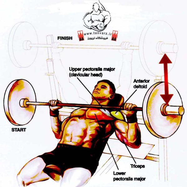 بالا سینه با هالتر (Barbell Incline Bench Press MediumGrip) تن ورز